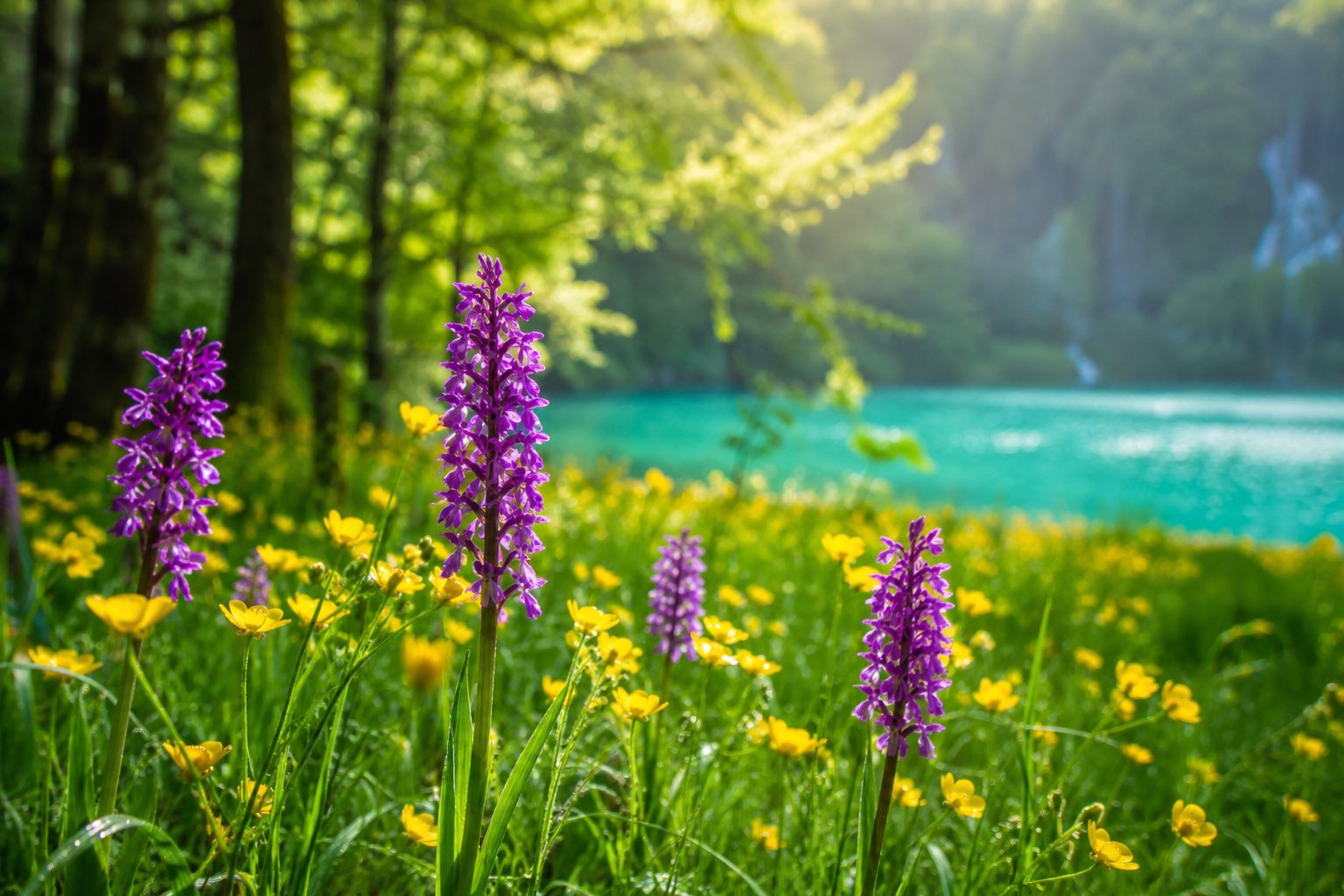 Orchideen und Wildblumen am türkisblauen See der Plitvicer Seen