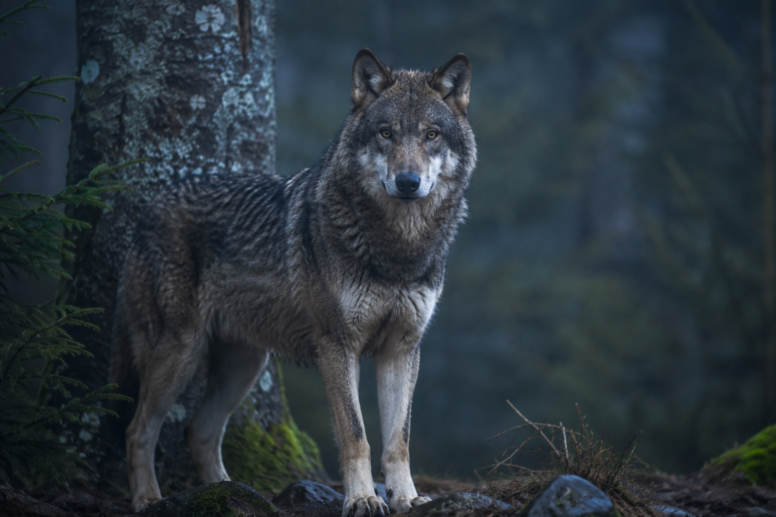 Europäischer Wolf im Abendlicht im Wald der Plitvicer Seen